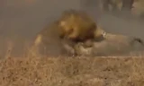 VIDEO: Báo săn 'lạc đường' vào lãnh địa sư tử và cái kết thảm
