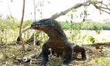 Rồng komodo nuốt chửng khỉ trên hòn đảo Indonesia