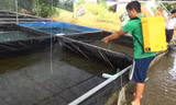 Tiêu huỷ 7.000 tôm hùm đỏ