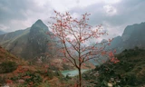 Ngẩn ngơ mùa hoa gạo vùng cao nguyên đá Hà Giang