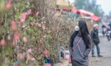 Người dân Hà Nội 'săn' đào cúng rằm tháng Giêng