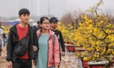 Mai vàng 'đổ bộ' phố phường Hà Nội ngày cận Tết
