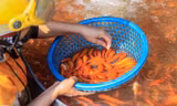 Chợ cá lớn nhất Hà Nội tất bật trước ngày ông Công ông Táo