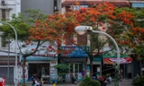 Phố phường Hà Nội rạo rực 'mùa phượng cháy'