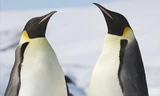 Chim cánh cụt sẽ biến mất trong thế kỷ này