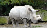 Tê giác trắng phương Bắc đực cuối cùng qua đời