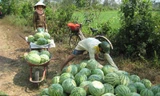 Dưa hấu được mùa nhưng giá rớt mạnh