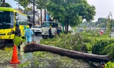 Cây xanh bật gốc, giao thông rối loạn trong cơn mưa lớn chiều nay ở TPHCM