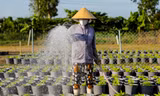 Làng hoa Tết lớn nhất TPHCM tất bật cho vụ cuối năm