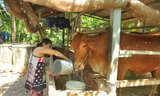 Cận cảnh người dân quay cuồng với hạn mặn khốc liệt chưa từng có ở ĐBSCL