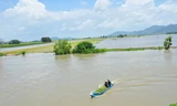 Vỡ đê bao ở An Giang khiến hơn trăm ha lúa chìm trong nước