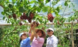 Vườn nho trĩu quả trên vùng đất phèn mặn thu hút khách du lịch