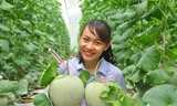 Mê mẩn vườn dưa lưới của nữ thạc sĩ 8X ở Vĩnh Long