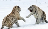 Rùng rợn chị em hổ trắng cắn xé nhau trên tuyết
