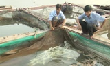 Người dân nuôi cá lồng bè ở Kỳ Hà vớt cá chết ra khỏi lồng, bè.
