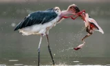 Màn tỉ thí khốc liệt giữa cò và chim hồng hạc