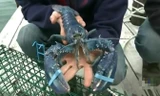 Tôm hùm xanh lam cực hiếm sa lưới ngư dân