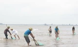 Hoạt động khai thác ngao, vạng của ngư dân huyện Tiền Hải trên vùng bãi triều thuộc xã Nam Phú (Tiền Hải, Thái Bình). Ảnh: Xuân Tiến/TTXVN.