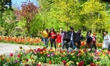 Thăm vườn hoa lớn nhất thế giới Keukenhof