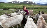 Cuộc sống của người chăn tuần lộc ở Mông Cổ