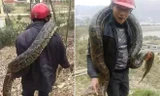 Công nhân hãi hùng phát hiện trăn khổng lồ 100 tuổi