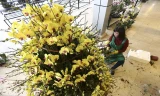 Một chậu lan hồ điệp vàng 9 tầng hoa, 300 cành có giá hơn 100 triệu đồng.
