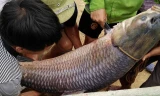 Bắt được cá trắm khủng nặng 52 kg ở hồ Núi Cốc