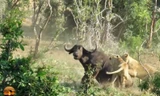 Cận cảnh trâu rừng đi lạc bị đàn sư tử xé xác