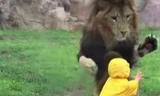 “Thót tim” khoảnh khắc sư tử lao đến vồ bé 2 tuổi
