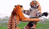 Giao đấu tay đôi, mãnh hổ phô thế kung fu đẹp mắt