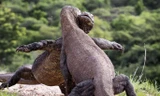 Mục kích rồng Komodo khổng lồ ác đấu quyết liệt