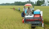 Máy đỏ (máy gặt đập liên hợp của Nhật) trên đồng ruộng Cầu Ngang