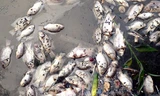 Cá hồ tây chết trắng do nguồn nước ô nhiễm