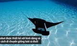 Robot có hình dáng và cách bơi giống hệt cá đuối