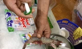 Gian nan cuộc chiến chống tôm bơm tạp chất