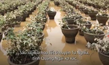 'Thủ phủ' hoa Tết Quảng Ngãi xơ xác sau lũ
