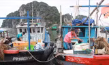 Ngư dân Quảng Ninh gấp rút ứng phó bão số 3