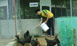 Sinh viên kinh tế Nguyễn Thanh Bình về quê (Yên Bái) khởi nghiệp với trang trại gà đen. Ảnh: T.D.