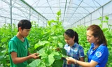 Các bạn trẻ khởi nghiệp với mô hình dưa lưới công nghệ cao ở An Giang. ẢNH: HÒA HỘI