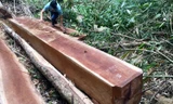 Nhiều lóng gỗ còn lại tại hiện trường 