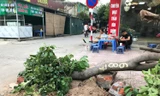 Hà Nội rà soát, kiểm điểm, làm rõ trách nhiệm vụ 'chặt cây như đốn củi'