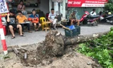 Cảnh báo, phạt đơn vị đào, chặt cây như 'đốn củi' trên vỉa hè Hà Nội