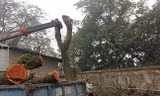 Lô gỗ sưa 'trăm tỷ' ở Hà Nội được định giá khởi điểm thế nào?