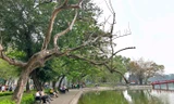 Xử lý 3 cây sưa chết ở khu vực hồ Hoàn Kiếm như thế nào?