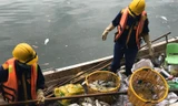 Vớt từng sọt cá chết ở hồ Tây