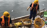 Vớt từng sọt cá chết ở hồ Tây