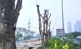 Loạt cây xanh trụi lá, chết khô bên công trường ở Đại lộ Thăng Long