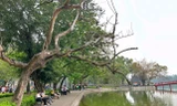 'Chốt' ngày chặt hạ 3 cây sưa quý hiếm chết ven hồ Gươm