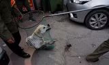 Nhiều quận ở Hà Nội chuẩn bị ra quân bắt chó thả rông