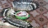 Con chim được cho là Diều hoa Miến Điện - một loại chim quý bị làm thịt